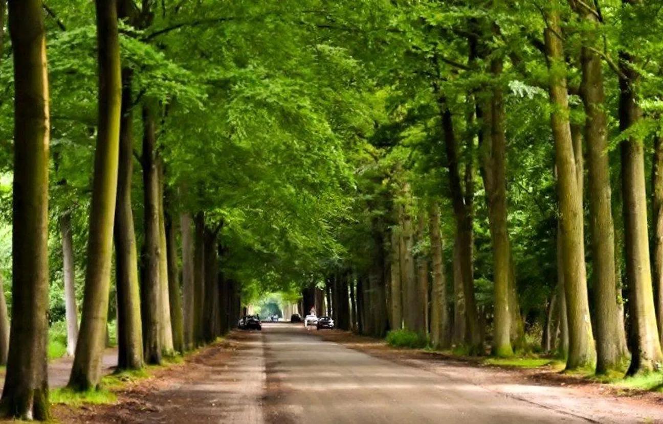 Zandweg omringd door bomen in het Mastbos Breda